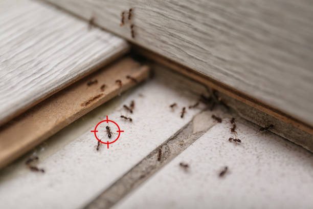 Best Commercial Pest Control Services  in Palm Springs, CA