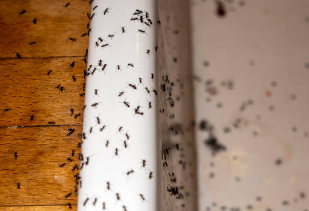 Best Cockroach Control Services  in Palm Springs, CA