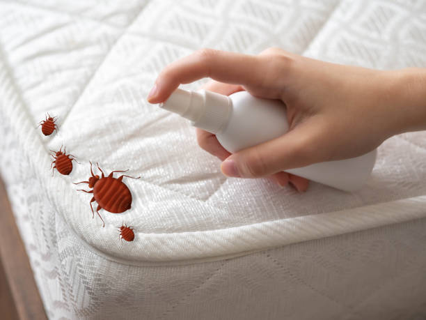 Best Flea Control Services  in Palm Springs, CA