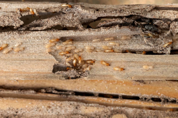 Best Termite Control Services  in Palm Springs, CA